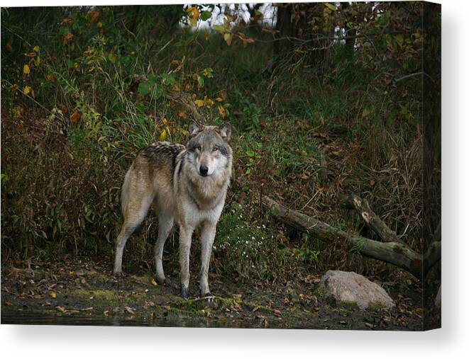 Wolf Wolves Gray Grey Lupine Canis Lupis Wildlife Mammal Wild Animal Photography Photograph Canvas Print featuring the photograph Lupine Pose by Shari Jardina