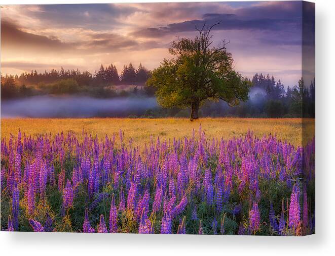 Lupine Canvas Print featuring the photograph Lupine Sunrise by Darren White