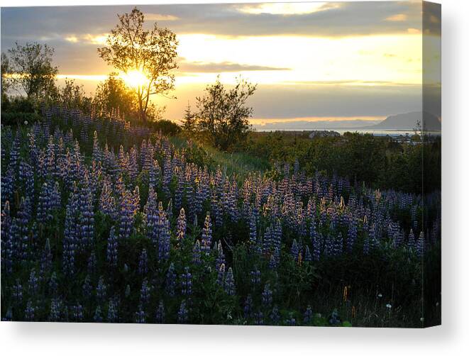 Lupine Canvas Print featuring the photograph Lupine Sunset by Marilynne Bull