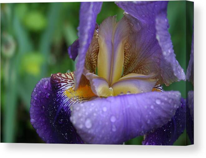 Iris Canvas Print featuring the photograph Luscious Blooming Iris by Mary Gaines