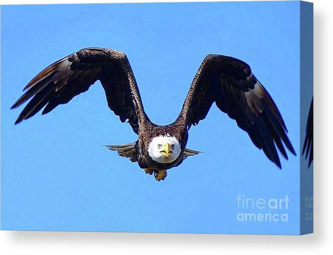 Birds Canvas Print featuring the photograph M15 on a mission by Liz Grindstaff