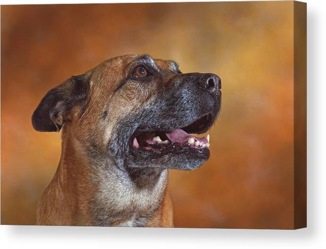 Animal Canvas Print featuring the photograph Mabel by Brian Cross