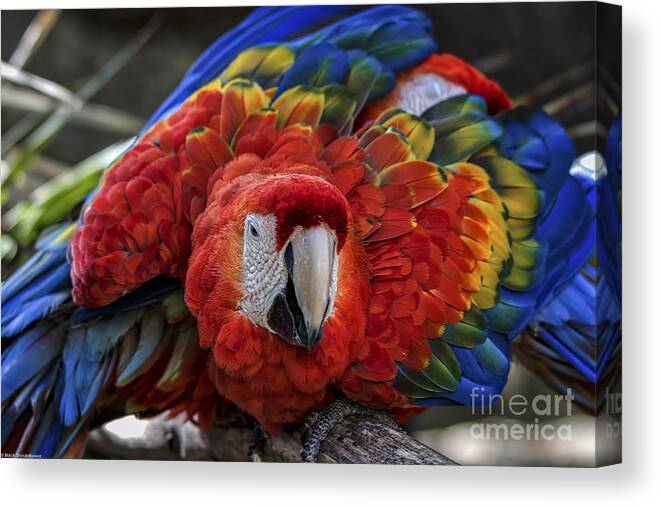 Macaw Parrot Canvas Print featuring the photograph Macaw Parrot by Mitch Shindelbower
