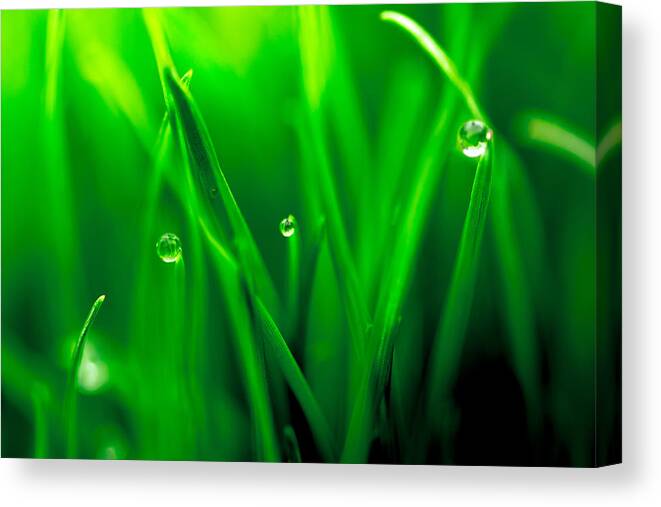 Background Canvas Print featuring the photograph Macro image of fresh green grass by John Williams