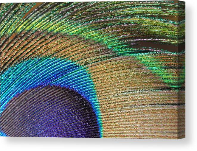 Peacock Feather Canvas Print featuring the photograph Macro Peacock Feather by Angela Murdock