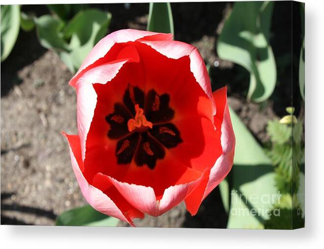 Macro Red Tulip Canvas Print featuring the photograph Macro Red Tulip by John Telfer