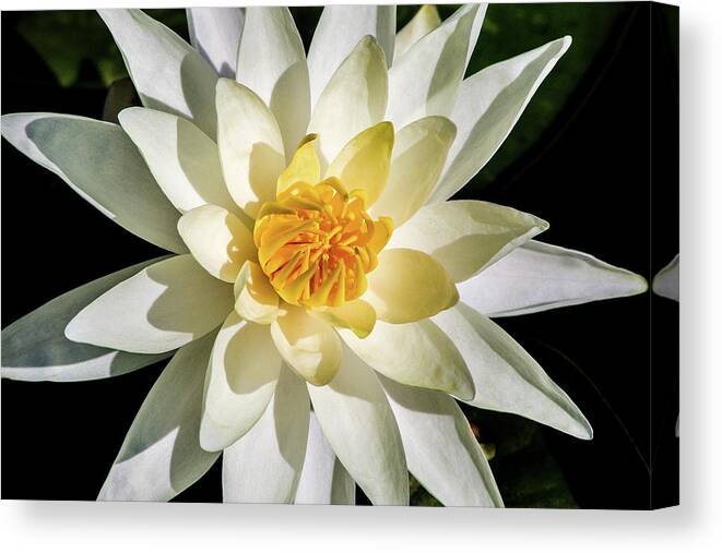 Water Lily Canvas Print featuring the photograph Macro Water Lily by Don Johnson