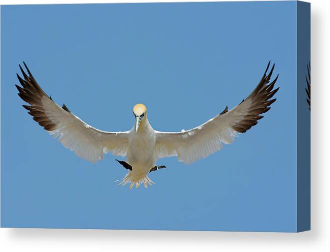 Northern Gannet Canvas Print featuring the photograph Maestro by Tony Beck