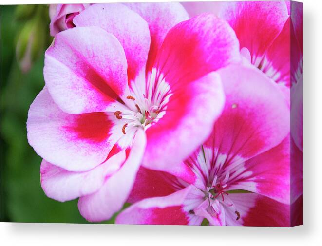 Flowers Canvas Print featuring the photograph Magenta Painted Blooms by Lisa Blake