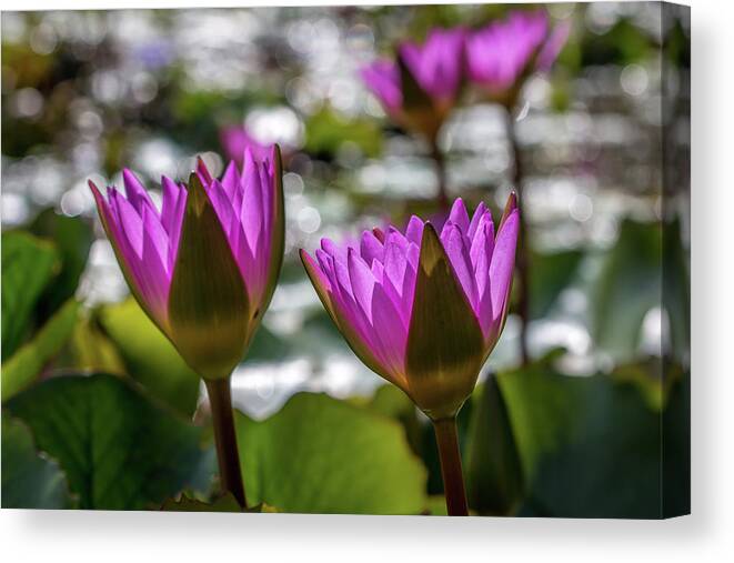 Magenta Canvas Print featuring the photograph Magenta Water Lilies by Susie Weaver