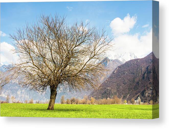 Clouds Canvas Print featuring the photograph Magic Tree by Pavel Melnikov