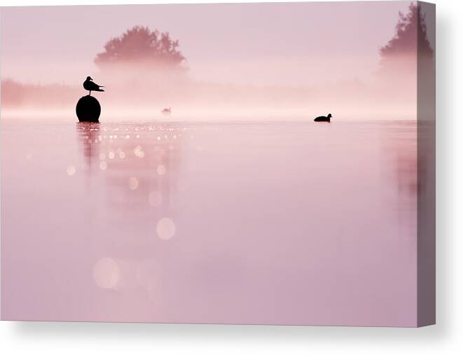 Fog Canvas Print featuring the photograph Magical Misty Morning #2 by Roeselien Raimond