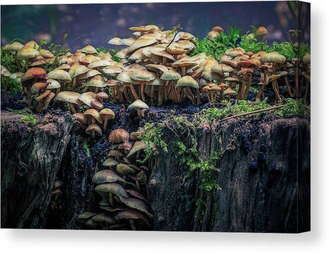Autumn Canvas Print featuring the photograph Magical Mushrooms by Tim Abeln