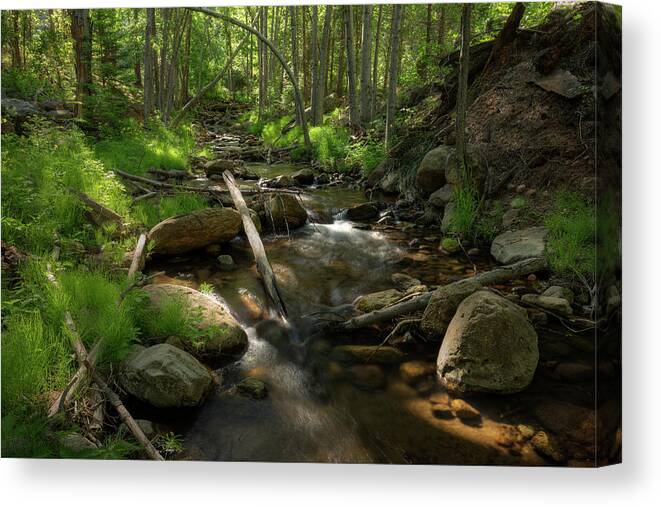 Trees Canvas Print featuring the photograph Surrounded by Beauty by Sue Cullumber