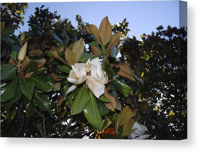 Magnolia Canvas Print featuring the photograph Magnolia by Amber Flowers