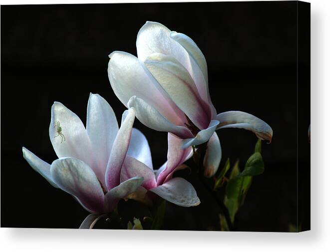 Magnolia Canvas Print featuring the photograph Magnolia and house guest by Chris Day