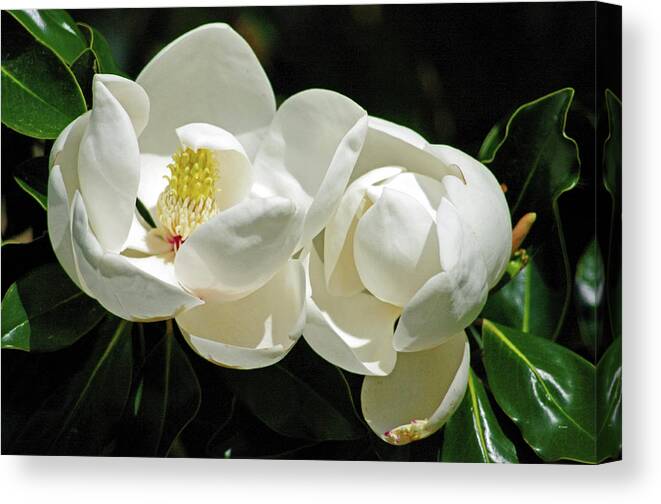 Nature Canvas Print featuring the photograph Magnolia Bliss by Bess Carter