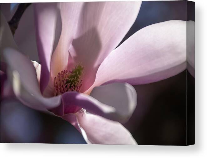 Magnolias Canvas Print featuring the photograph Magnolia Blossom - by Julie Weber