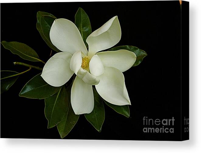 White Flower Canvas Print featuring the photograph Magnolia Flower by Nicola Fiscarelli