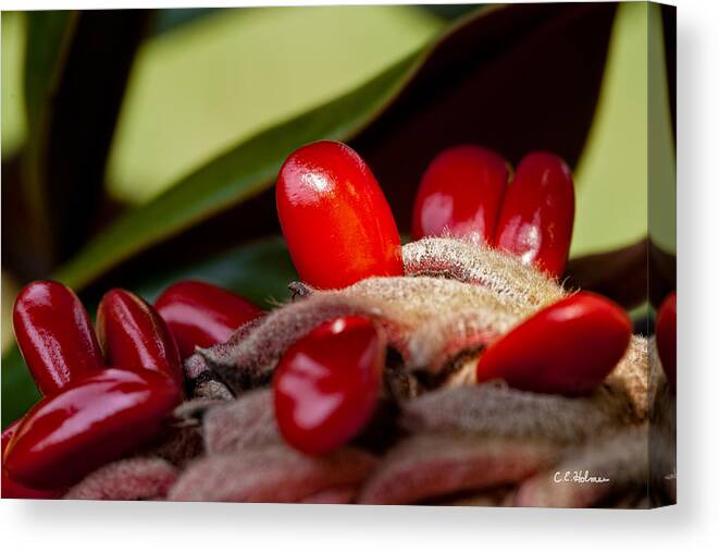 Seed Canvas Print featuring the photograph Magnolia Seeds by Christopher Holmes