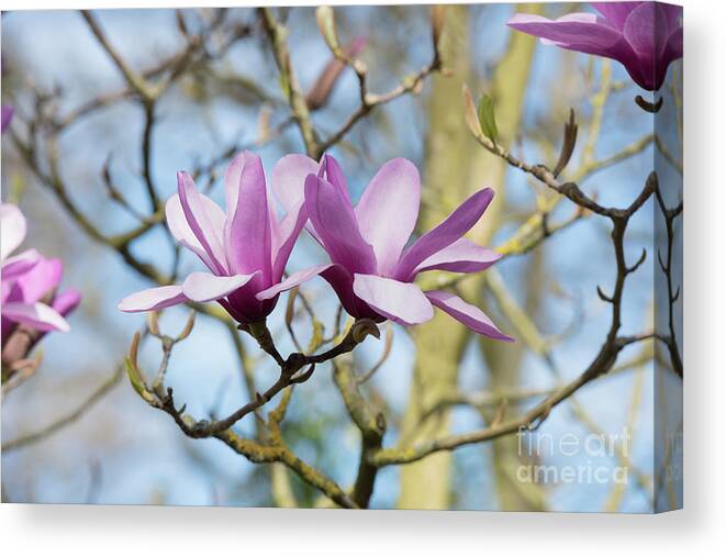 Magnolia Serene Canvas Print featuring the photograph Magnolia Serene flowers by Tim Gainey