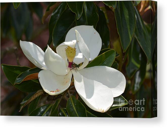 Magnolia With Beetle Canvas Print featuring the photograph Magnolia With Beetle by Maria Urso