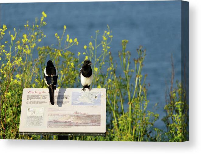 Britain Canvas Print featuring the photograph Magpies Keeping Watch - Pendennis Point by Rod Johnson