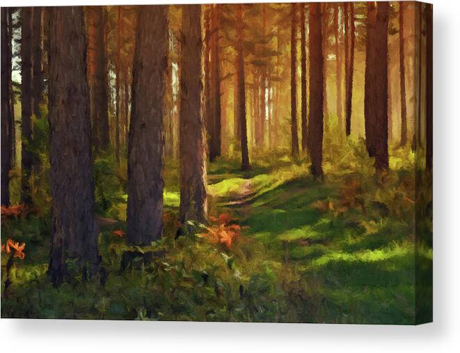 Maine Canvas Print featuring the photograph Maine Forest Sunset by David Dehner