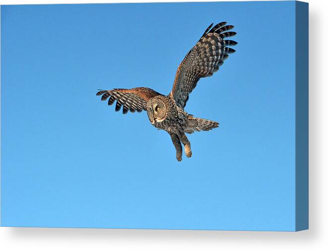 Great Gray Owl Canvas Print featuring the photograph Majestic Flight by Asbed Iskedjian