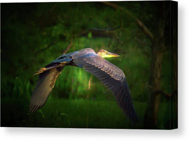 Great Blue Heron Canvas Print featuring the photograph Majestic Flight by Mark Andrew Thomas