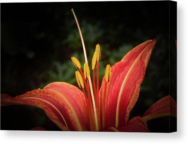 Majestic Canvas Print featuring the photograph Majestic Lily by Judy Hall-Folde