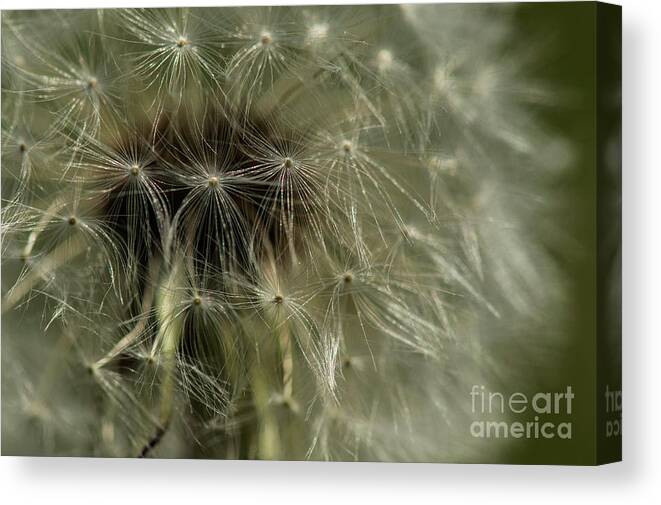 Dandelion Canvas Print featuring the photograph Make A Wish by JT Lewis
