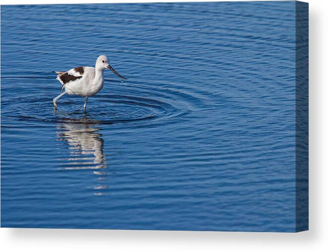 Alone Canvas Print featuring the photograph Making Ripples by Dawn Currie