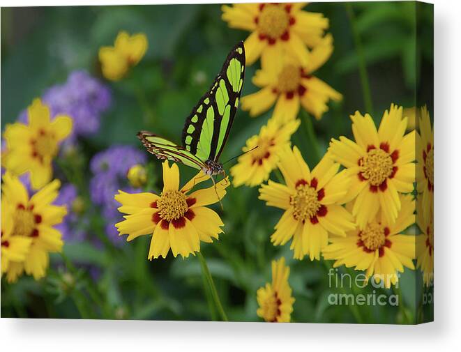 Animal Canvas Print featuring the photograph Malachite Butterfly by Rick Bures