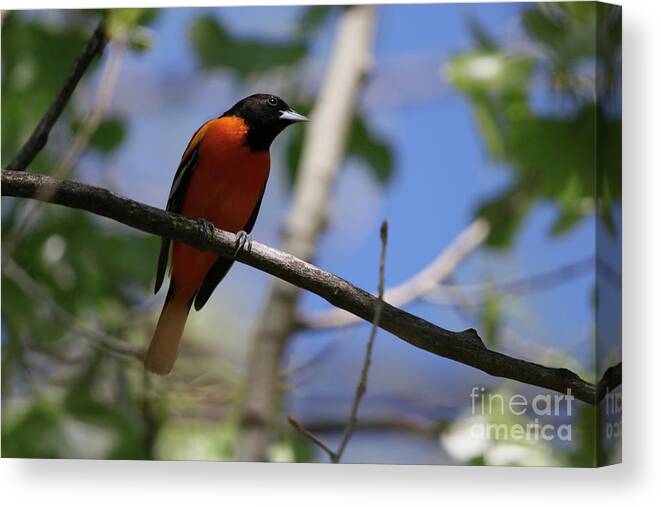 Male Baltimore Oriole Canvas Print featuring the photograph Male Baltimore Oriole by Alyce Taylor