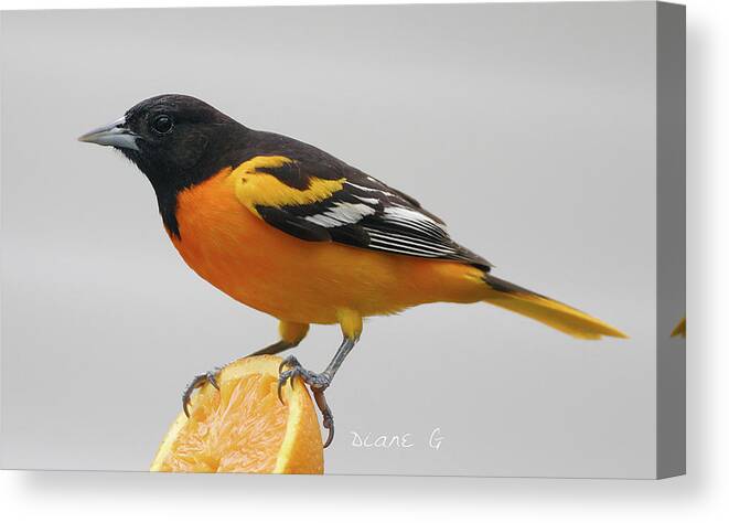 Male Baltimore Oriole Canvas Print featuring the photograph Male Baltimore Oriole by Diane Giurco