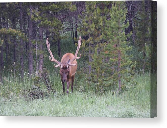 Animal Canvas Print featuring the photograph Bull Elk RMNP CO #2 by Margarethe Binkley