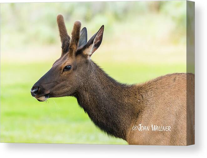 Elk Canvas Print featuring the photograph Male Elk by Joan Wallner