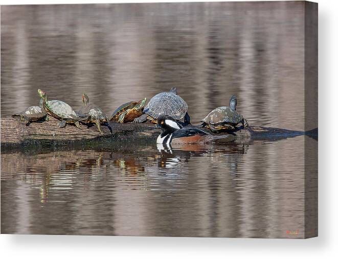 Nature Canvas Print featuring the photograph Male Hooded Merganser and Basking Red-eared Sliders DWF0163 by Gerry Gantt