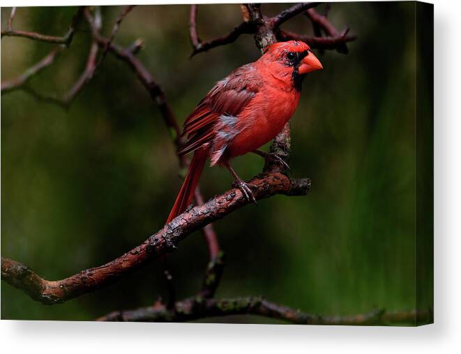 Male Northern Cardinal Canvas Print featuring the photograph Male Northern Cardinal by Debra Martz