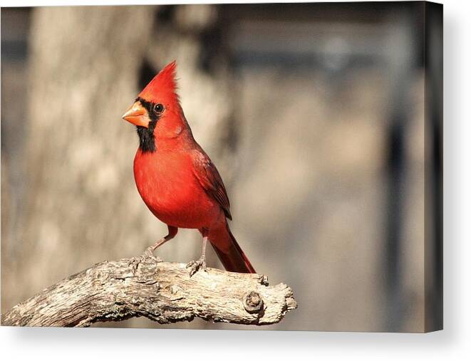 Nature Canvas Print featuring the photograph Male Northern Cardinal by Sheila Brown
