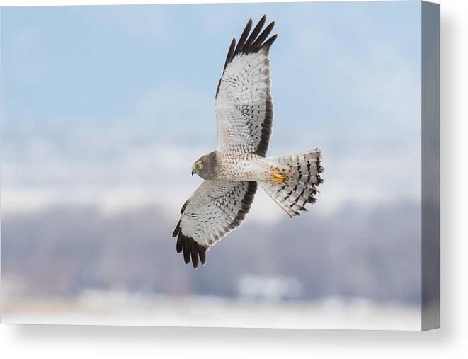 Hawk Canvas Print featuring the photograph Male Northern Harrier In Flight by Tony Hake