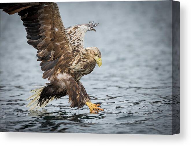 Eagle Canvas Print featuring the photograph Male White-tailed Eagle by Andy Astbury