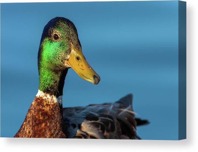 Mallard Duck Canvas Print featuring the photograph Mallard Duck by Jonathan Nguyen