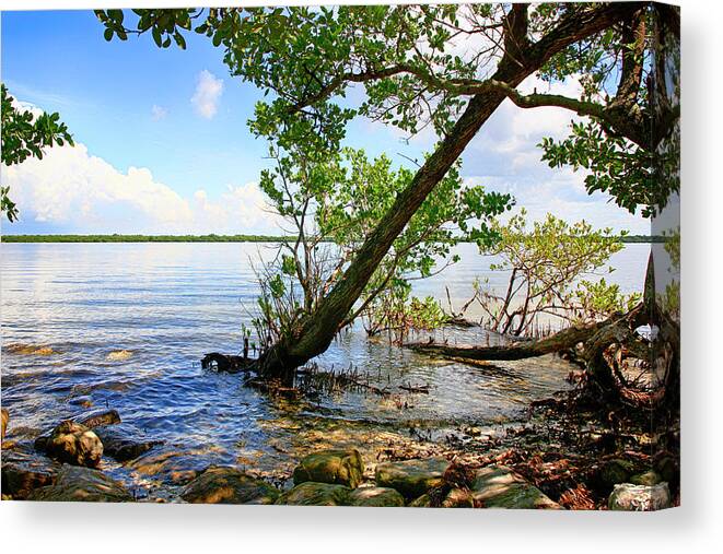 Swampland Canvas Print featuring the photograph Manatee River Bradenton by Chris Smith