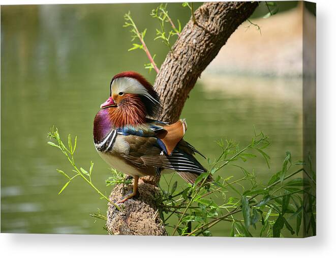 Face Mask Canvas Print featuring the photograph Mandarin Duck on Tree by Lucinda Walter