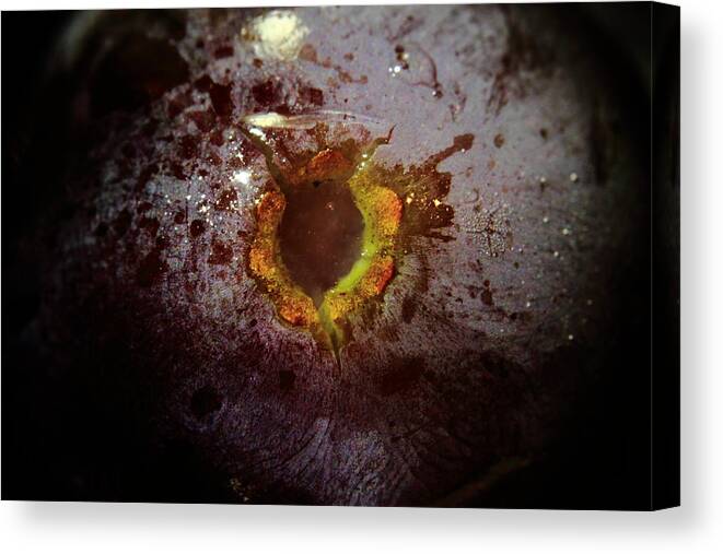 Grape Canvas Print featuring the photograph Manfred's Sphincter by Kreddible Trout