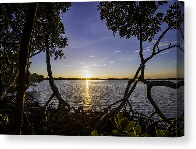 Mangroves Canvas Print featuring the photograph Mangrove Frame by Nick Shirghio
