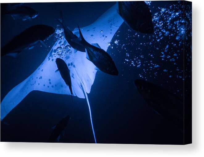 Adventure Canvas Print featuring the photograph Manta Ray Blowing Bubbles by Art Atkins