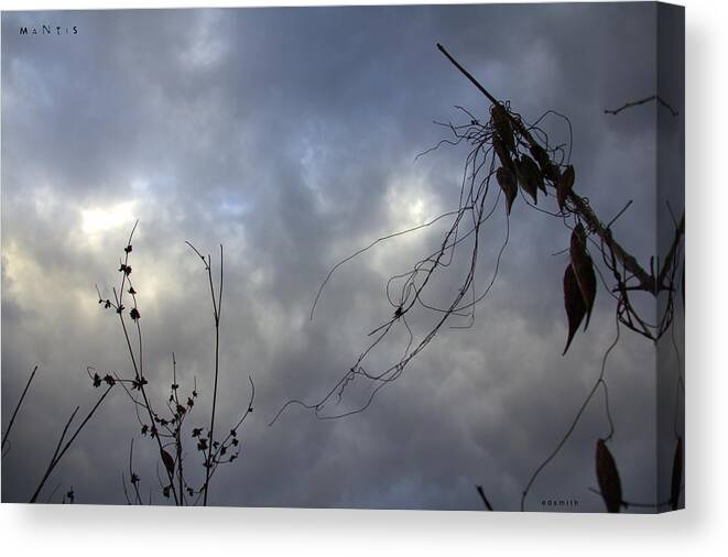 Mantis Canvas Print featuring the photograph Mantis by Edward Smith